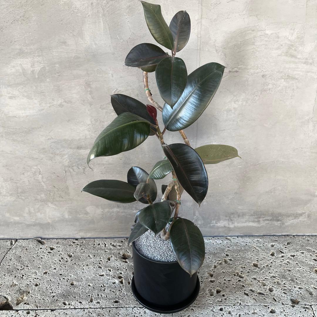 フィカス　バーガンディ　曲がり仕立て　陶器鉢　植え込み発送