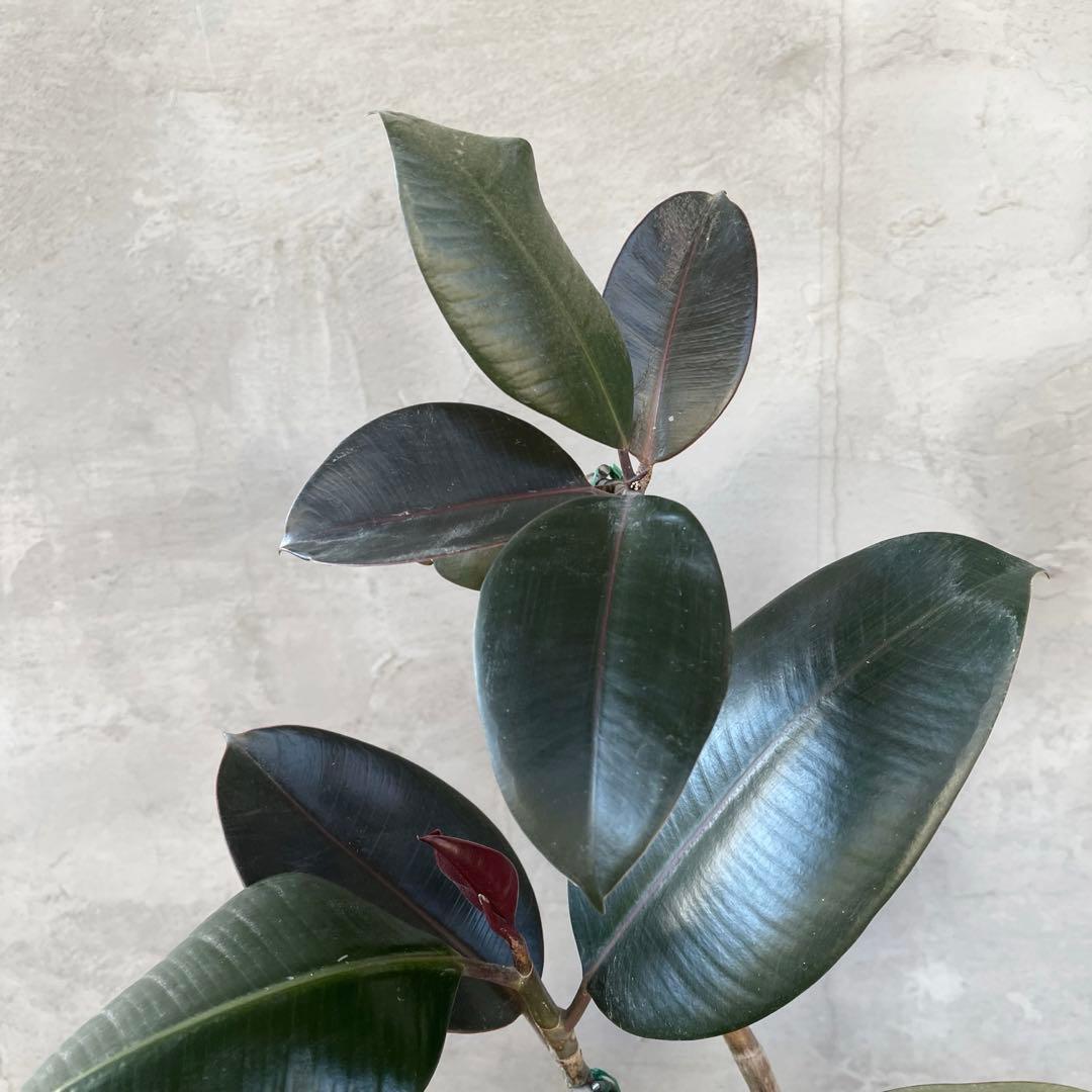 フィカス　バーガンディ　曲がり仕立て　陶器鉢　植え込み発送