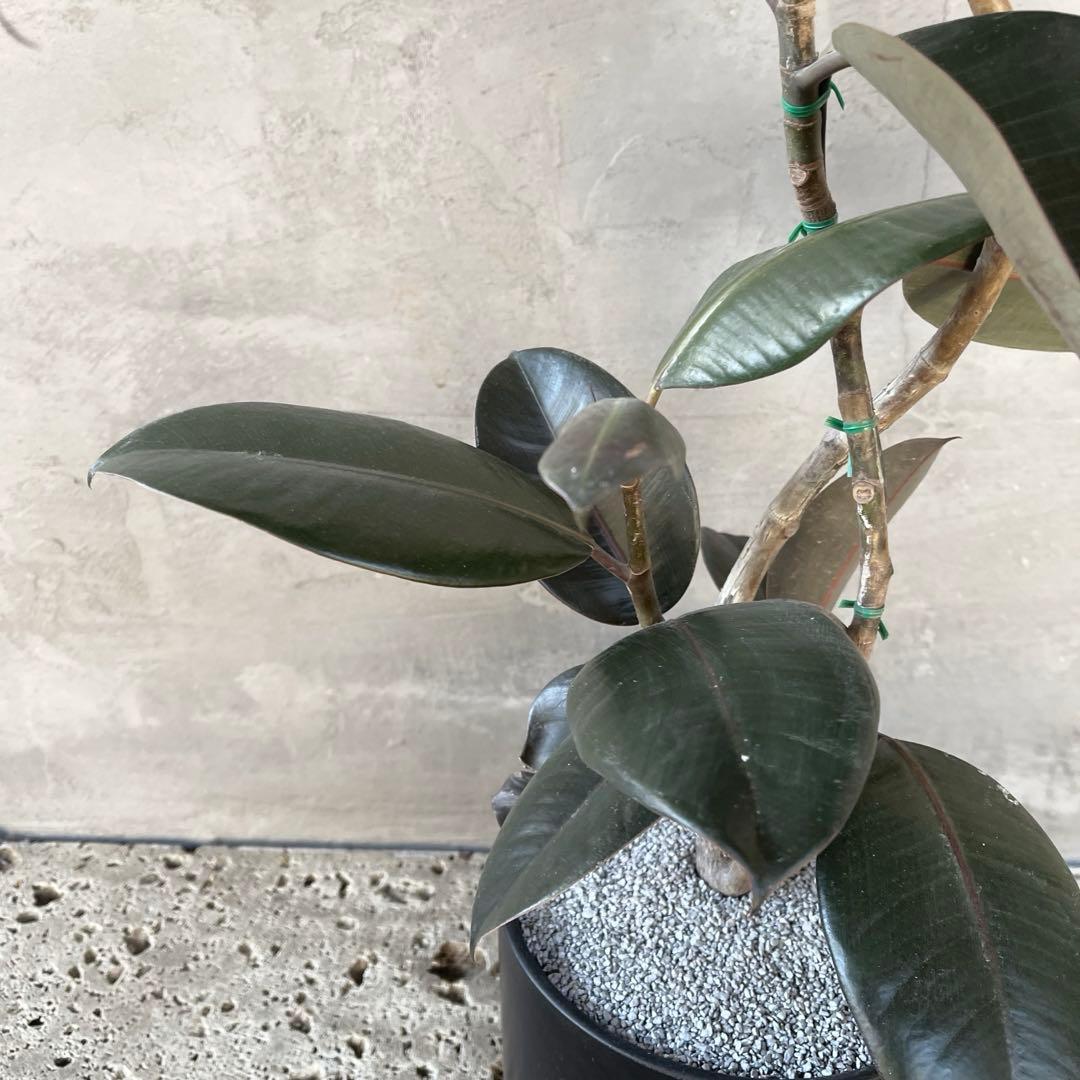 フィカス　バーガンディ　曲がり仕立て　陶器鉢　植え込み発送