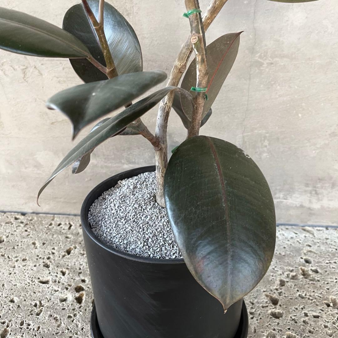 フィカス　バーガンディ　曲がり仕立て　陶器鉢　植え込み発送