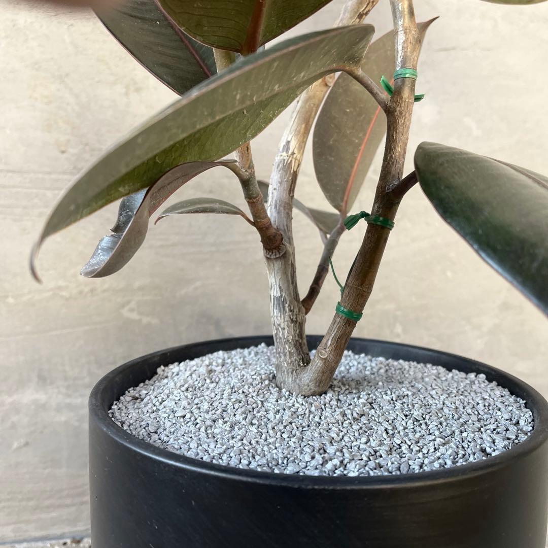 フィカス　バーガンディ　曲がり仕立て　陶器鉢　植え込み発送