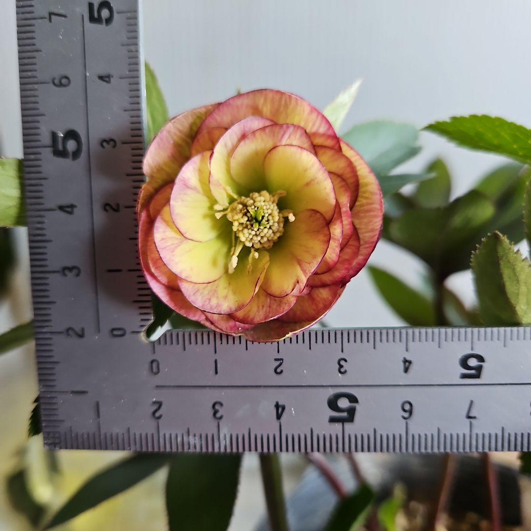 ㉖-717クリスマスローズ