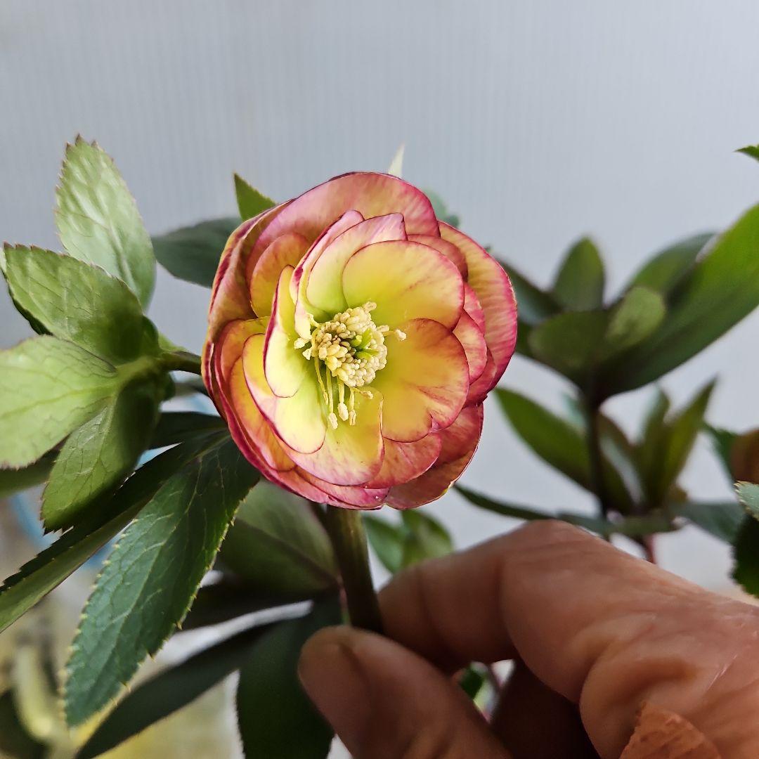 ㉖-717クリスマスローズ