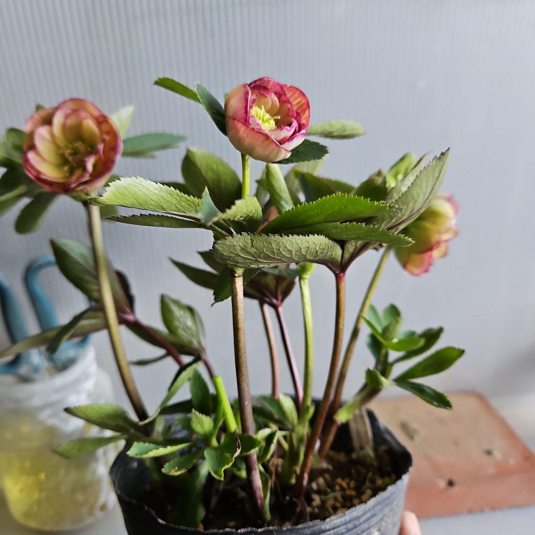 ㉖-717クリスマスローズ