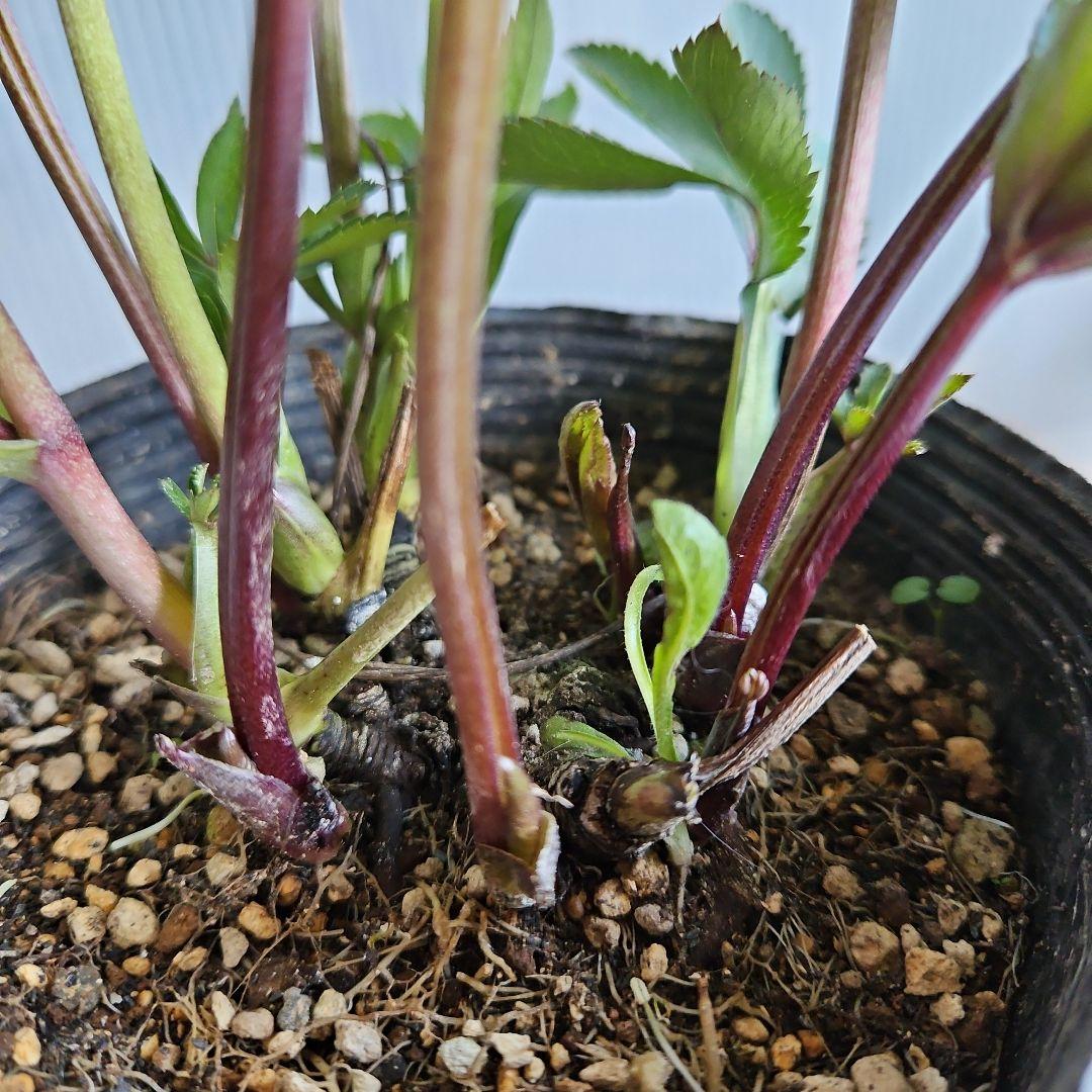 ㉖-717クリスマスローズ