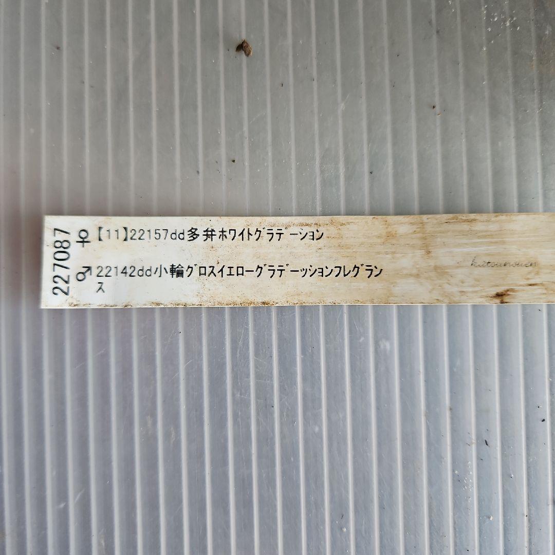 ㉖-717クリスマスローズ