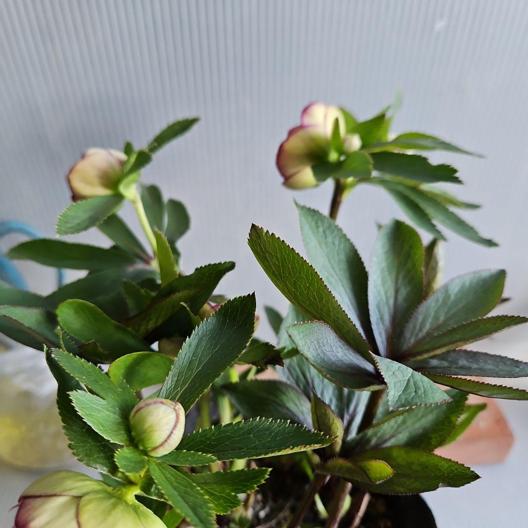 ㉖-717クリスマスローズ