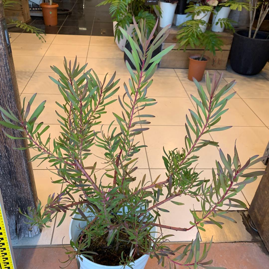 リューカデンドロン インカゴールド