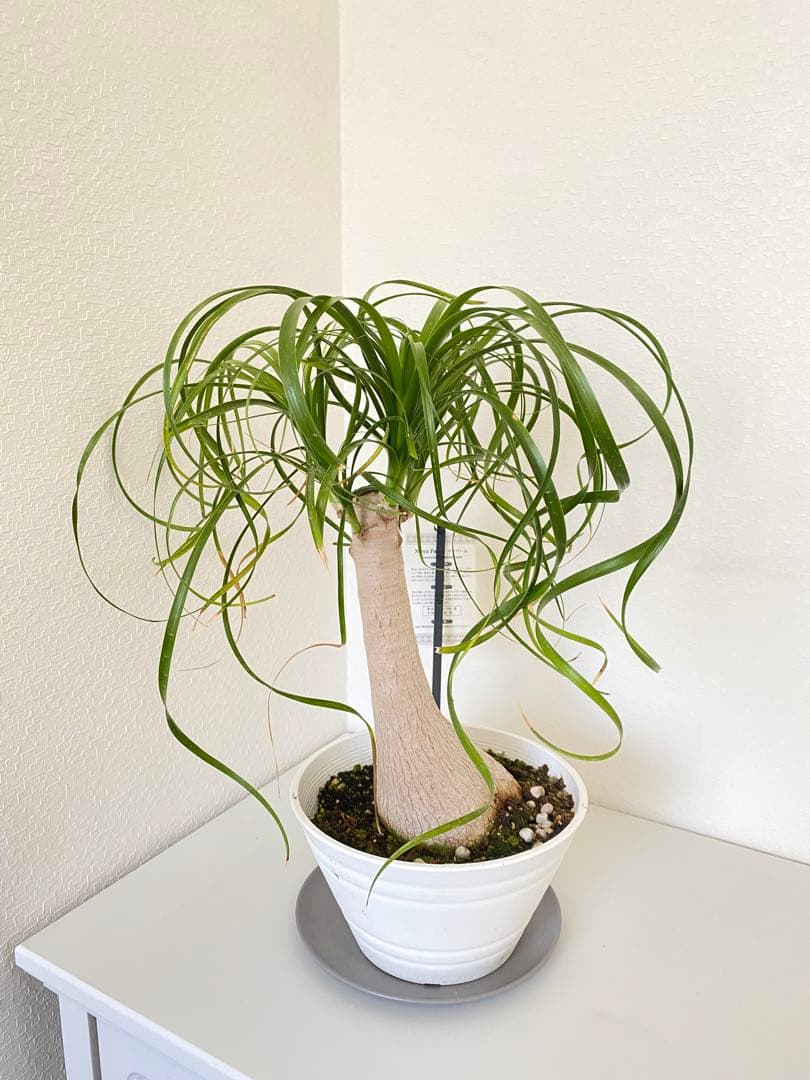 トックリラン　ポニーテール　マヤパーム　②