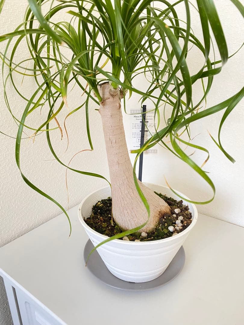 トックリラン　ポニーテール　マヤパーム　②