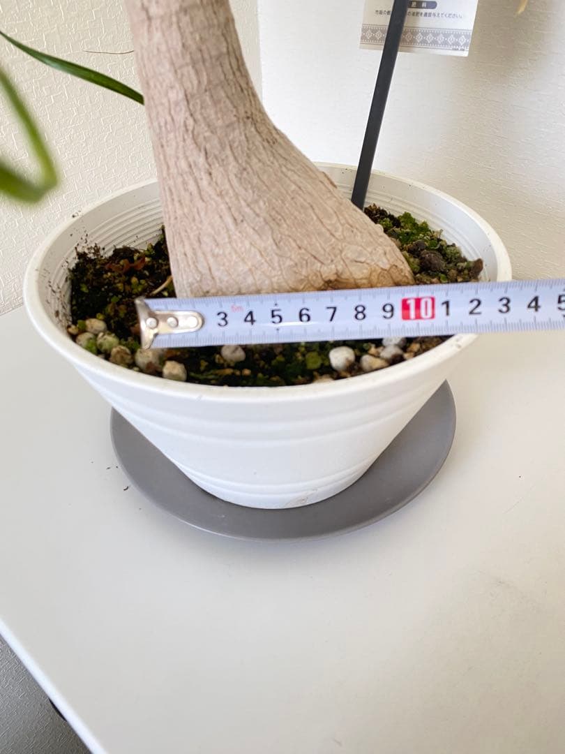 トックリラン　ポニーテール　マヤパーム　②