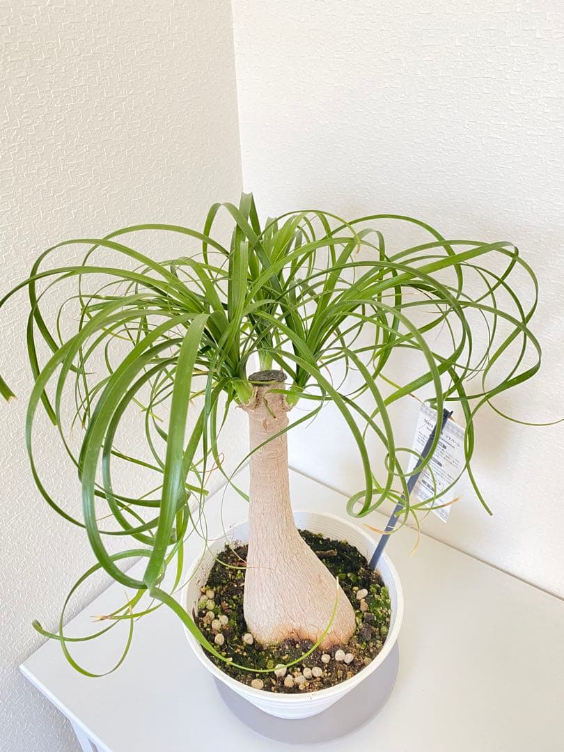 トックリラン　ポニーテール　マヤパーム　②