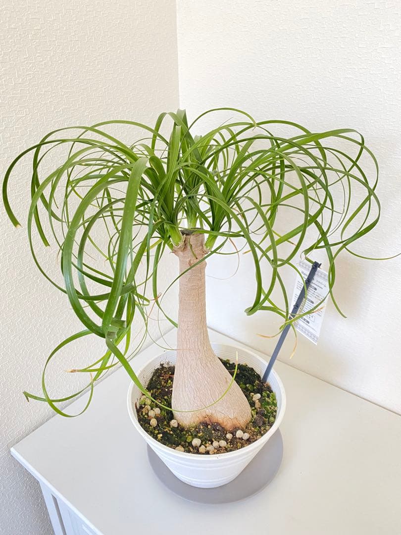 トックリラン　ポニーテール　マヤパーム　②