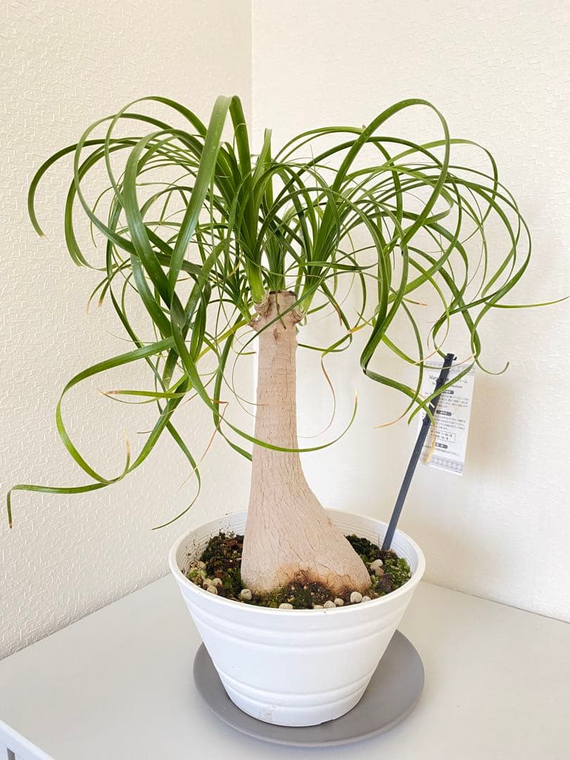 トックリラン　ポニーテール　マヤパーム　②