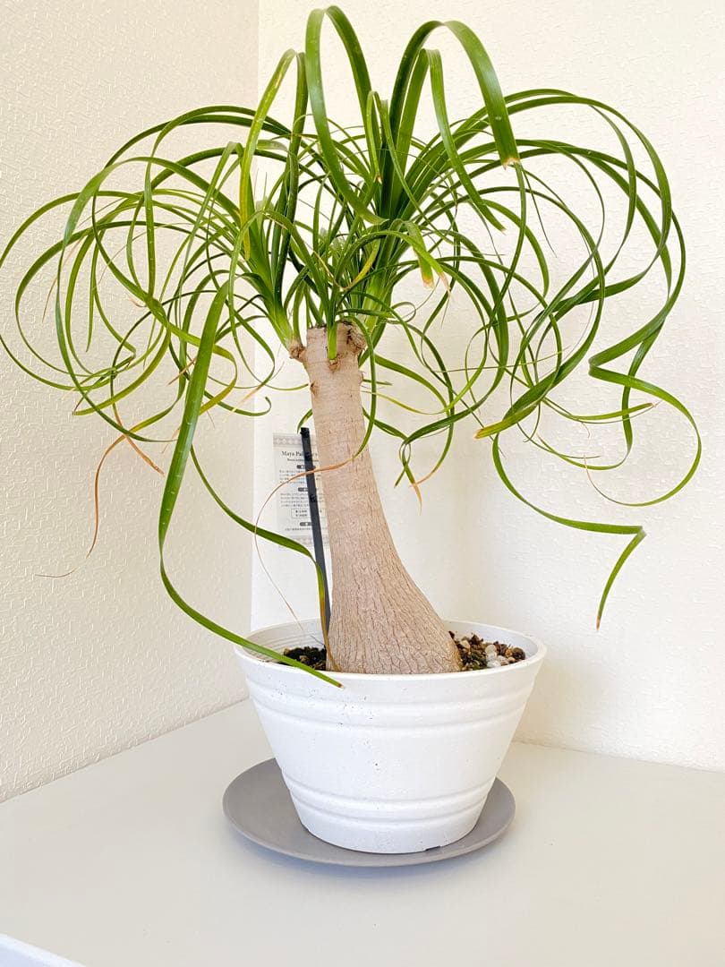 トックリラン　ポニーテール　マヤパーム　②