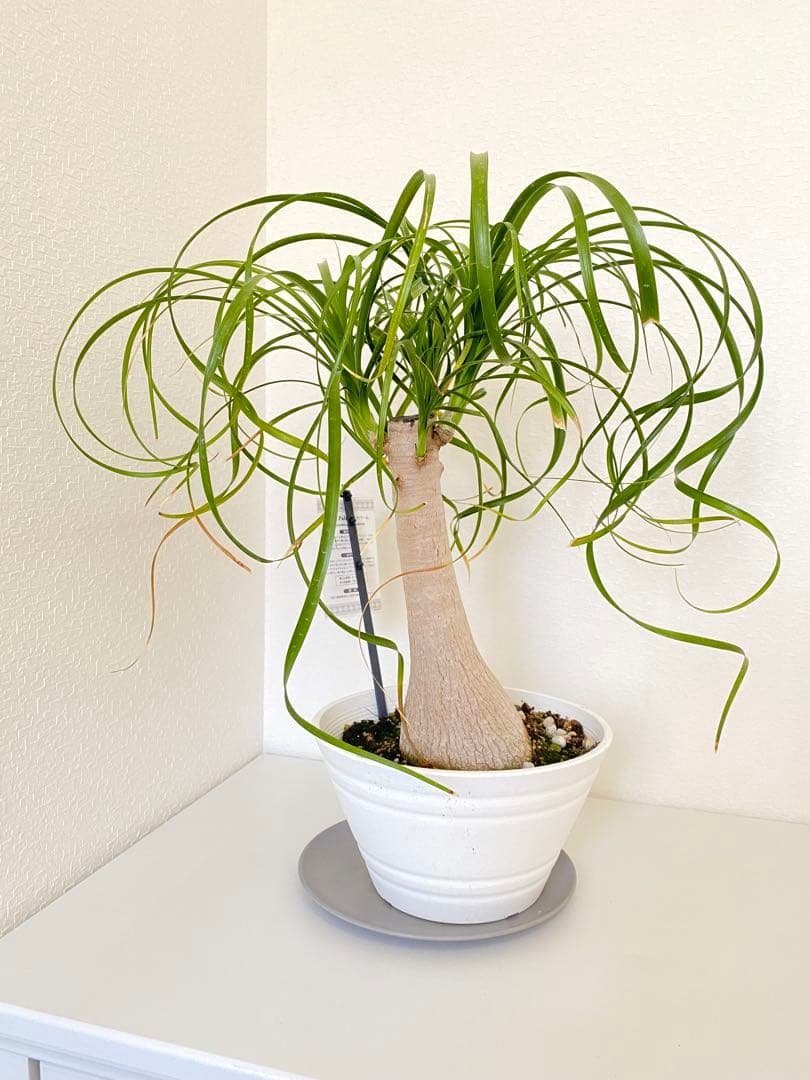 トックリラン　ポニーテール　マヤパーム　②