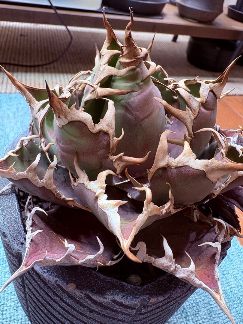 アガベチタノタシーザー　美株　発根済み