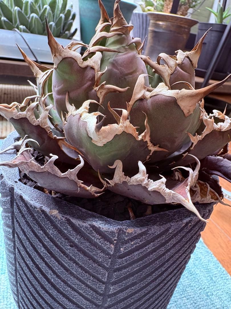 アガベチタノタシーザー　美株　発根済み