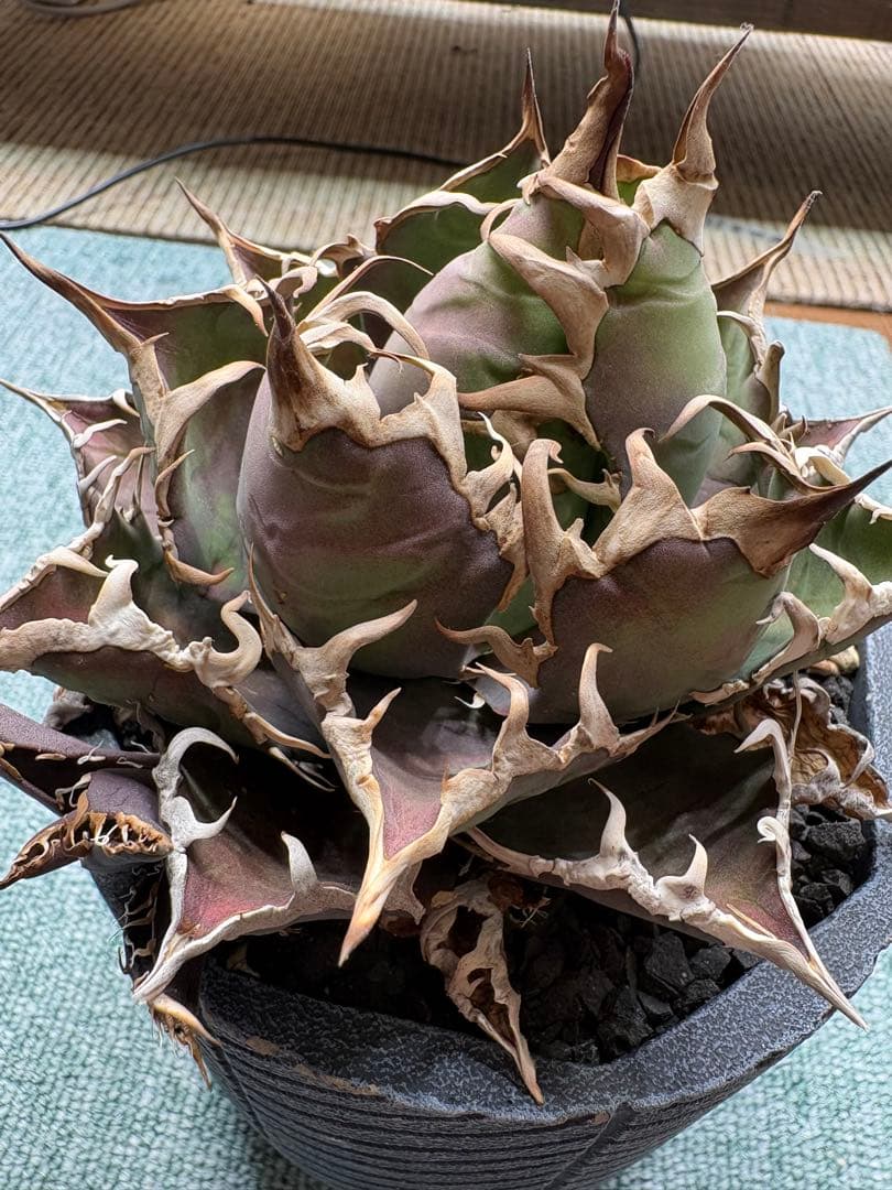 アガベチタノタシーザー　美株　発根済み