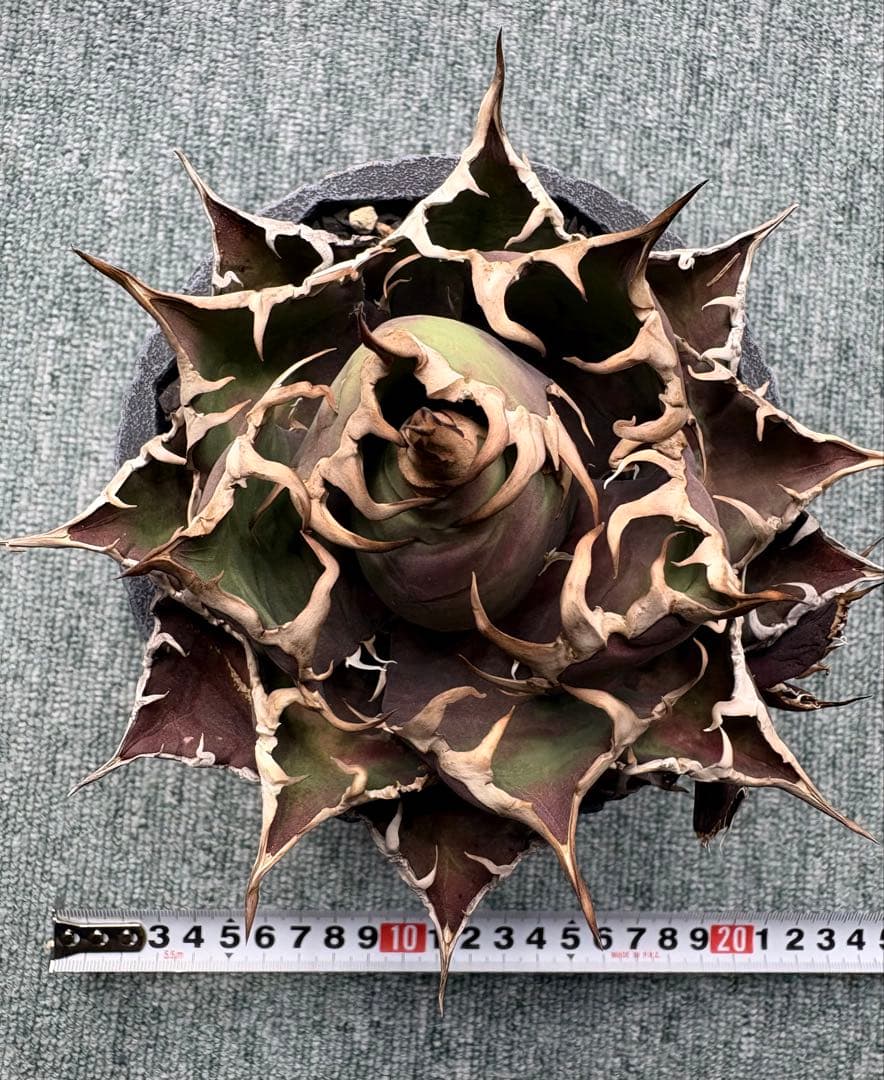 アガベチタノタシーザー　美株　発根済み