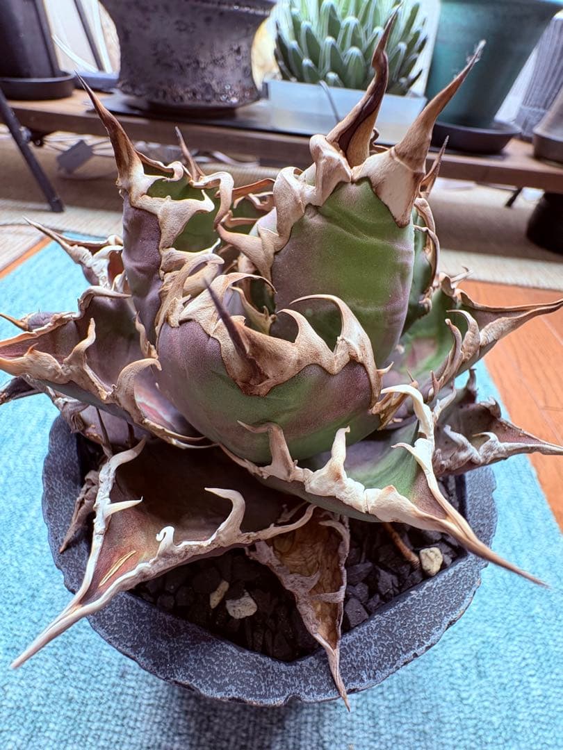 アガベチタノタシーザー　美株　発根済み