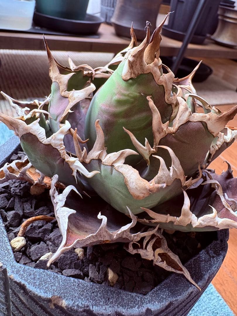 アガベチタノタシーザー　美株　発根済み