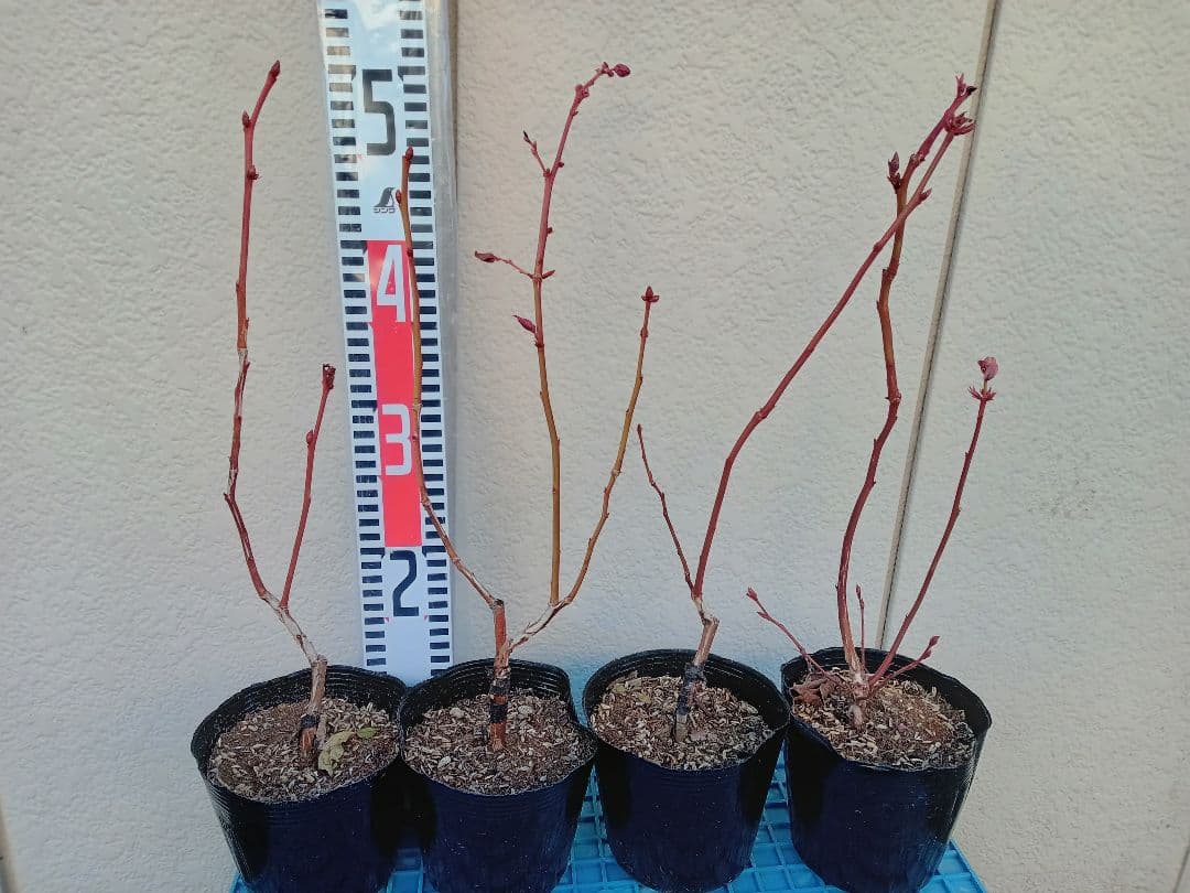 MIKE FIGHTER様　ご相談ページ　ブルーベリー苗