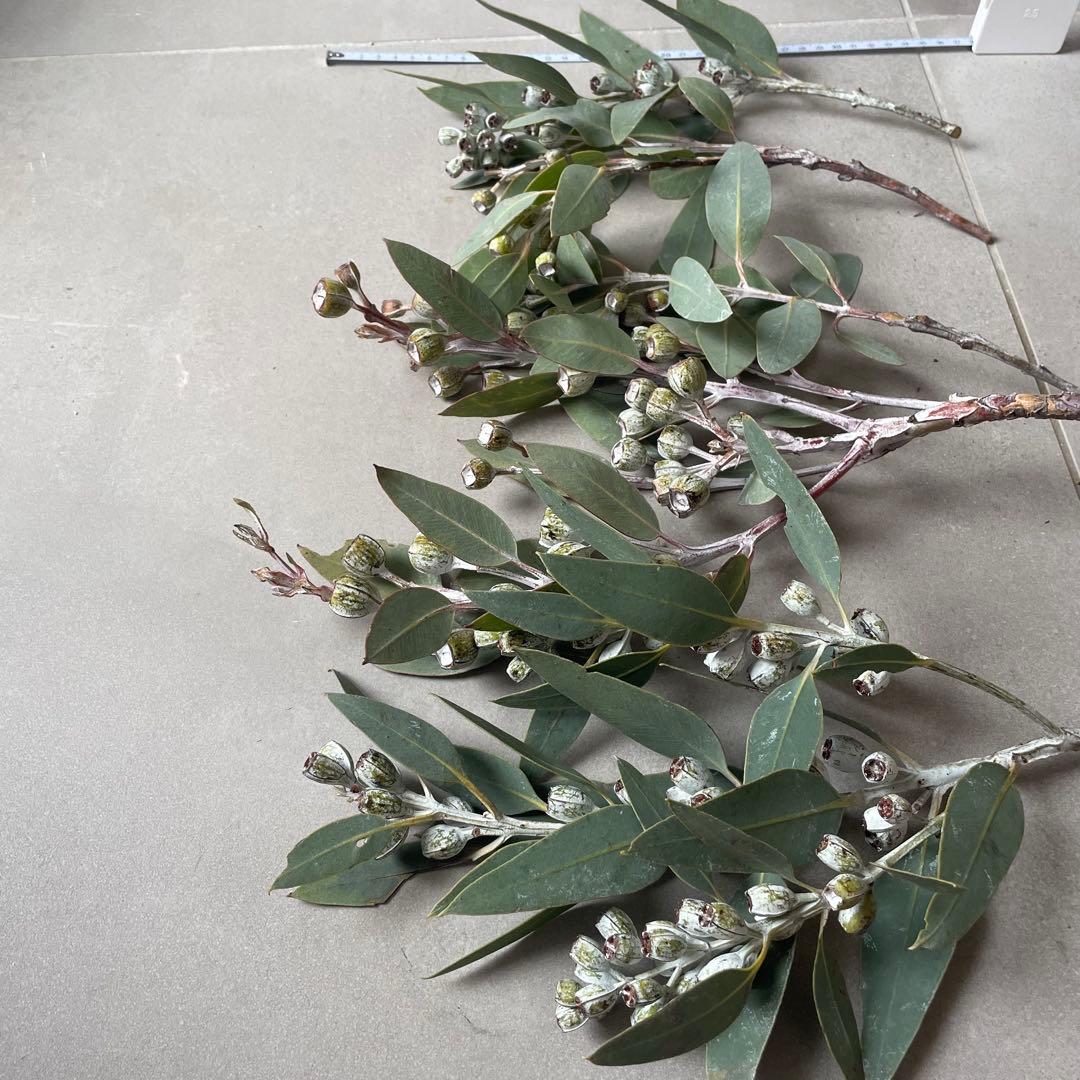 4.テトラゴナナッツ　フレッシュ生花　ユーカリ