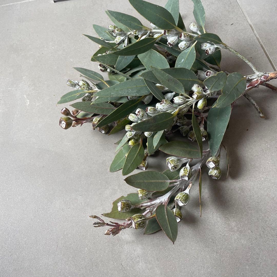 4.テトラゴナナッツ　フレッシュ生花　ユーカリ
