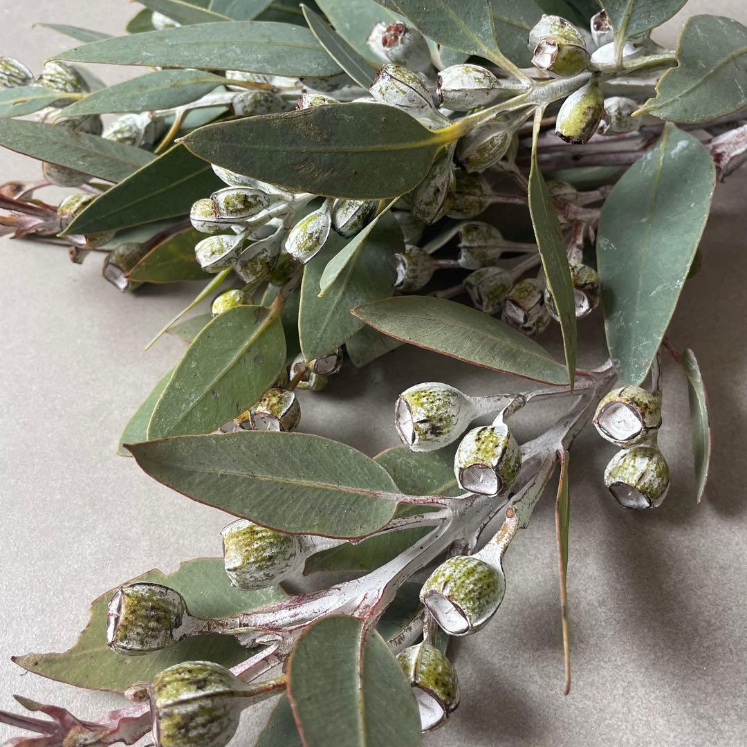 4.テトラゴナナッツ　フレッシュ生花　ユーカリ