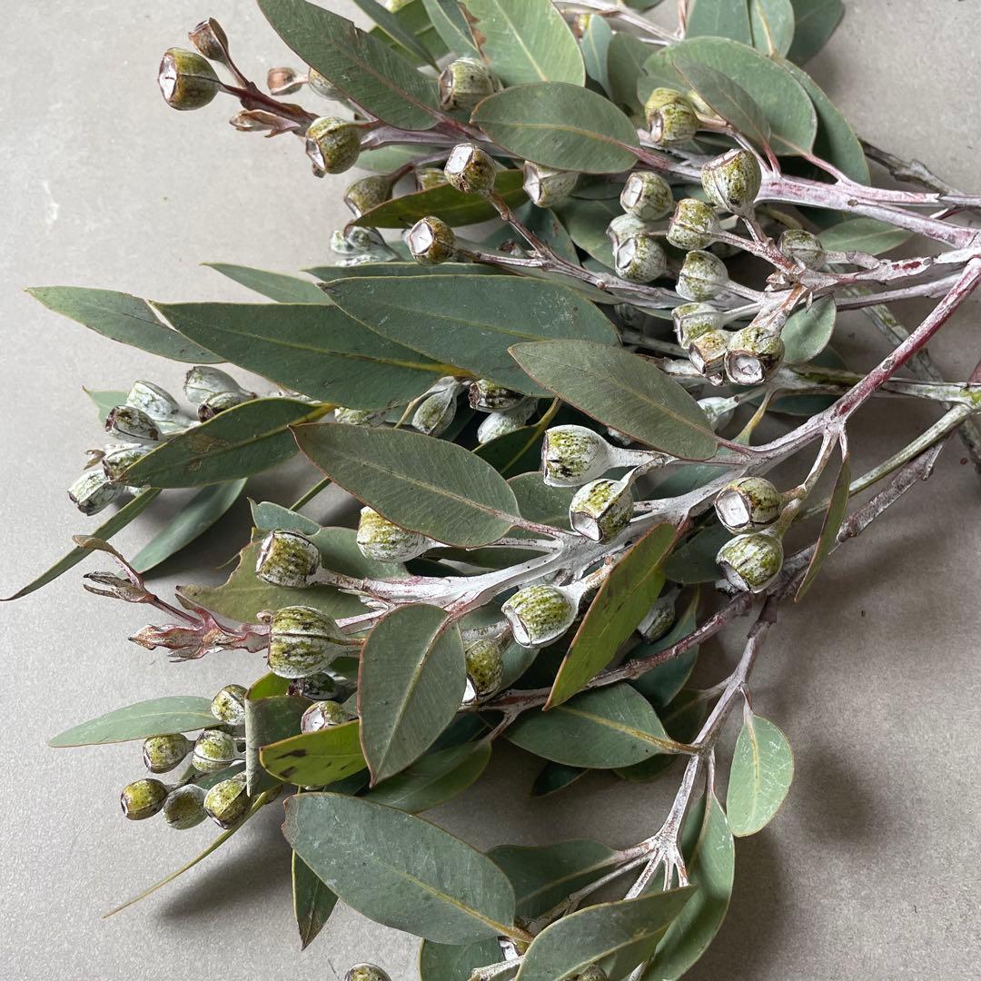 4.テトラゴナナッツ　フレッシュ生花　ユーカリ