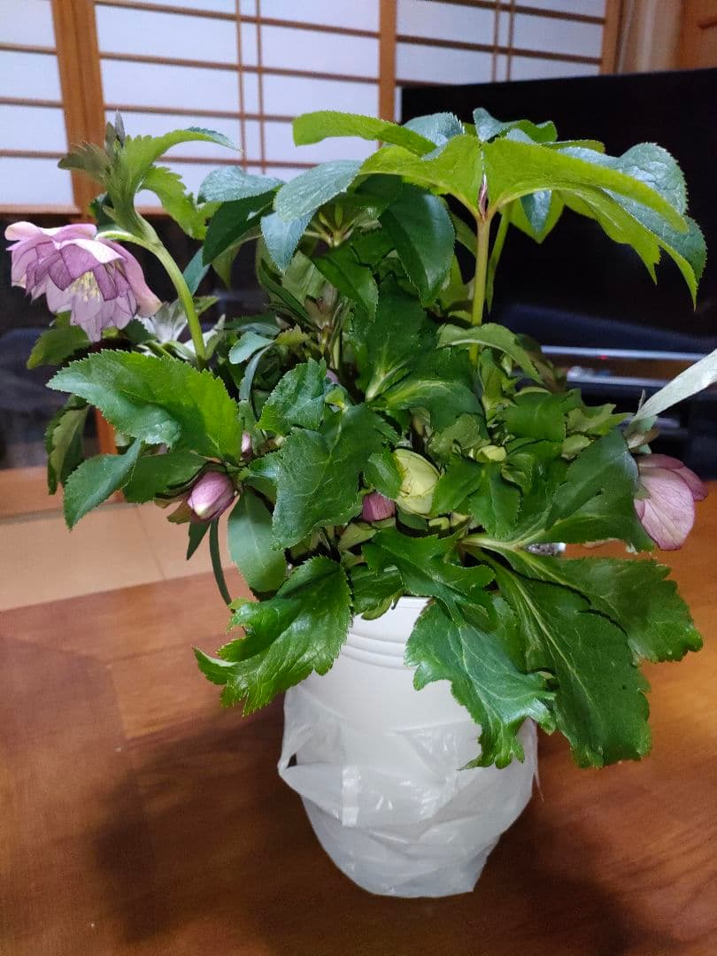 ピコちゃん様確認用