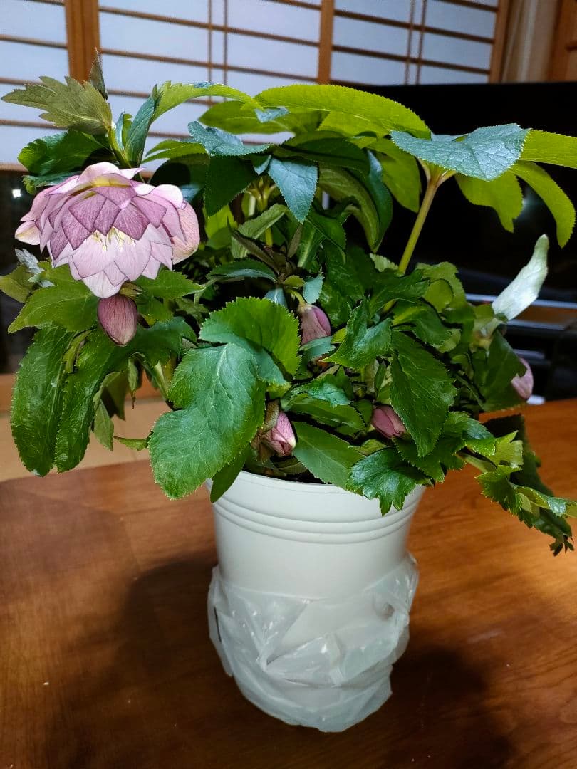 ピコちゃん様確認用