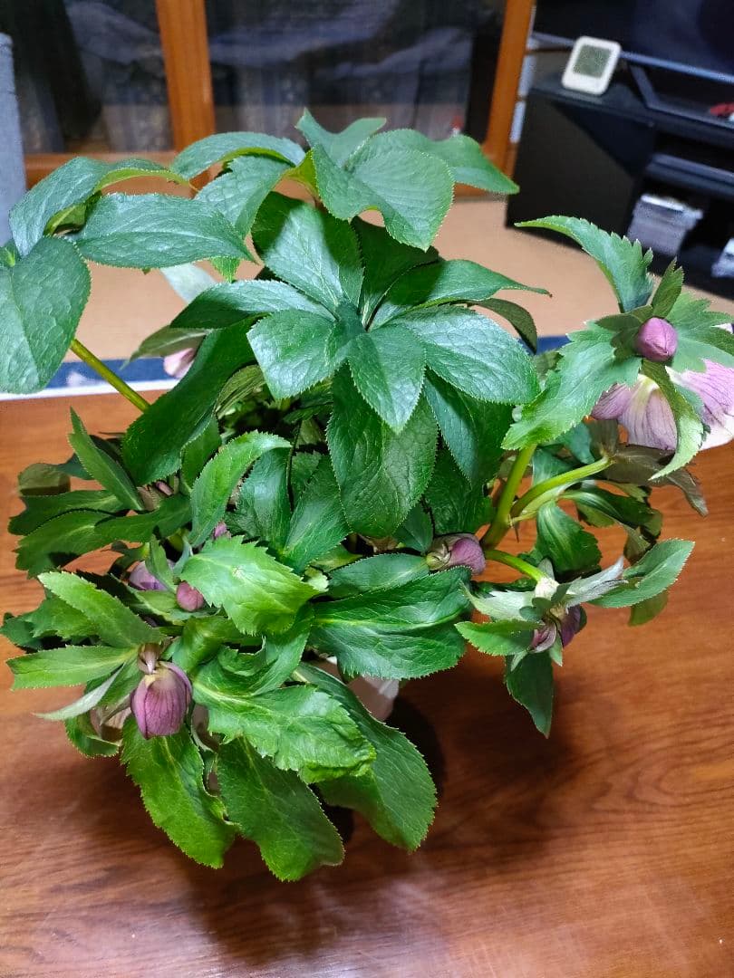 ピコちゃん様確認用