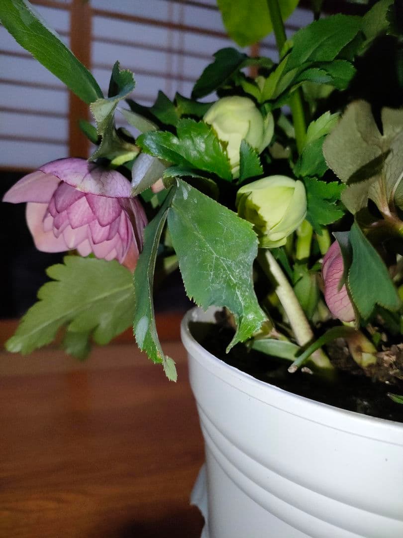 ピコちゃん様確認用