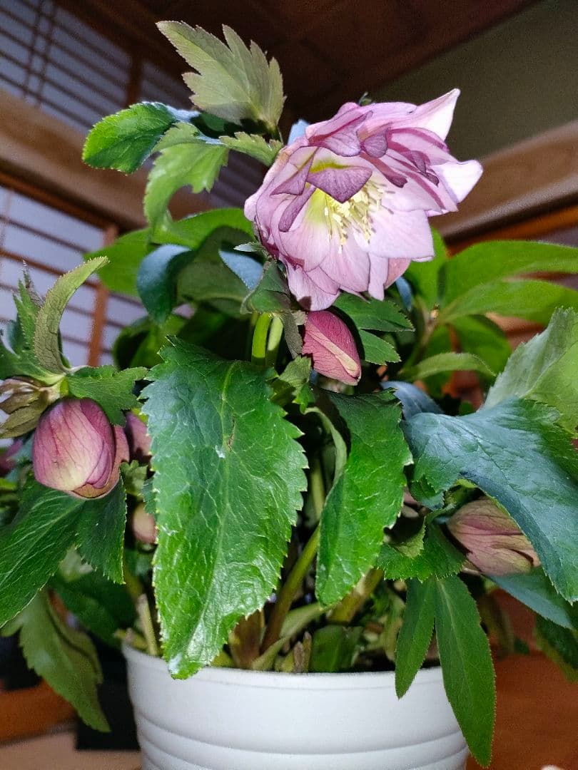 ピコちゃん様確認用