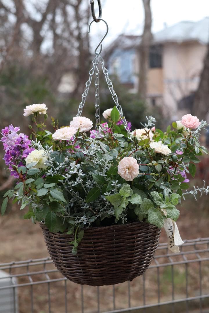 四季咲きミニバラ『グリーンアイス』のハンギングバスケット