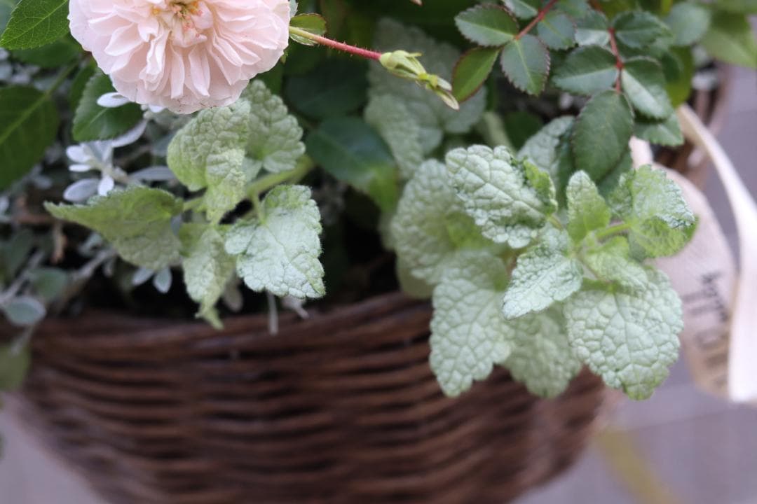 四季咲きミニバラ『グリーンアイス』のハンギングバスケット