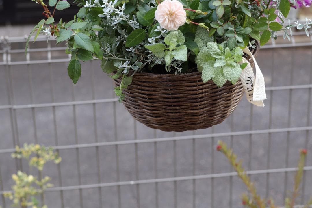 四季咲きミニバラ『グリーンアイス』のハンギングバスケット