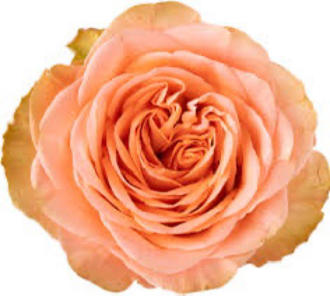 レア薔薇　切り花品　Behi。。。