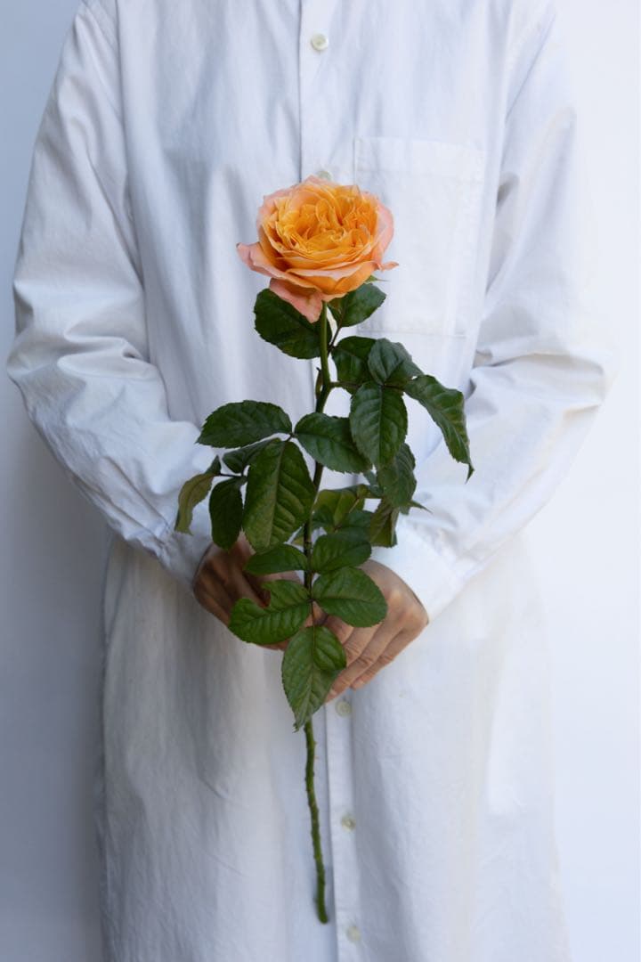 レア薔薇　切り花品　Behi。。。