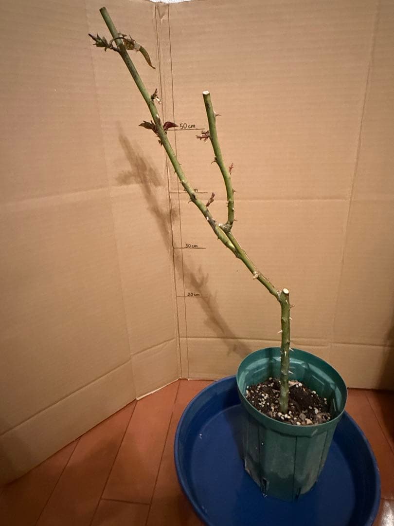 レア薔薇　切り花品　Behi。。。