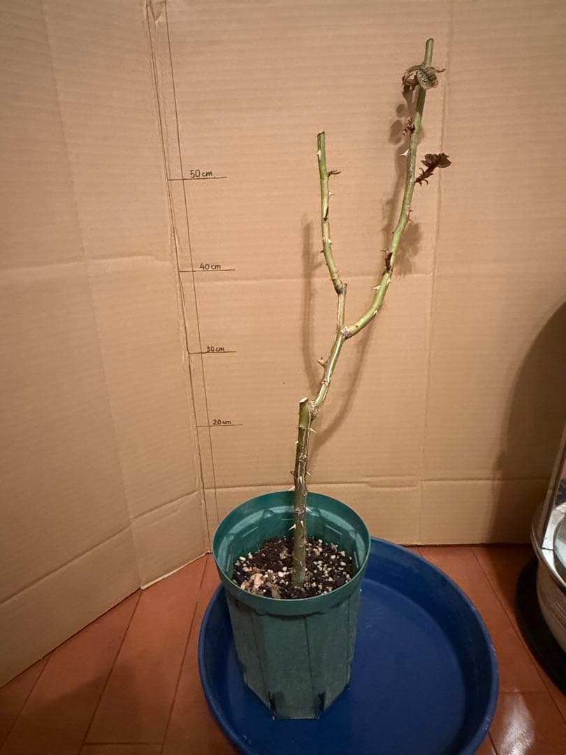 レア薔薇　切り花品　Behi。。。