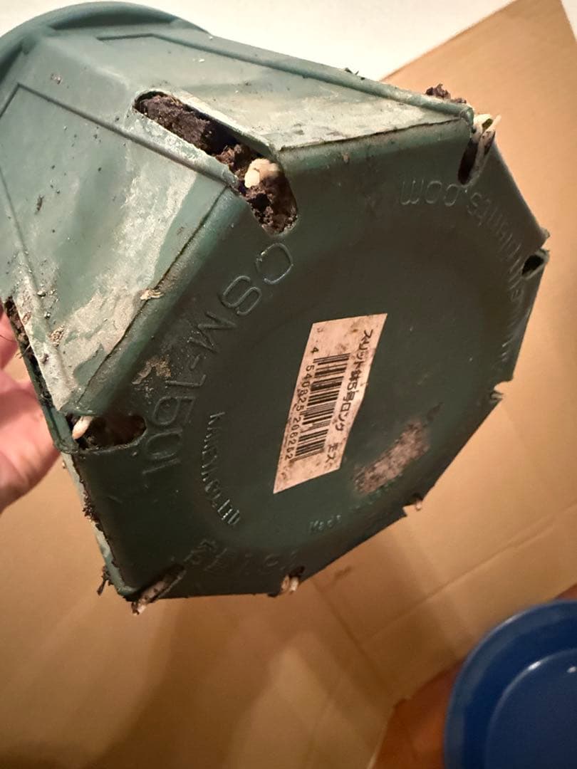 レア薔薇　切り花品　Behi。。。