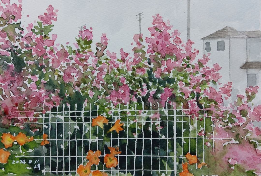 水彩画『百日紅』