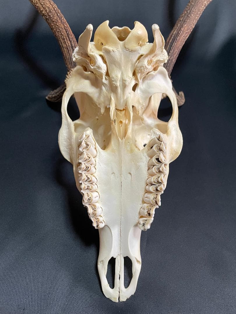 【日本鹿】三段角の日本鹿の頭蓋骨