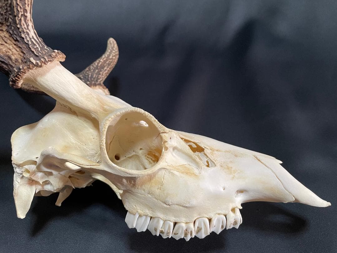 【日本鹿】三段角の日本鹿の頭蓋骨