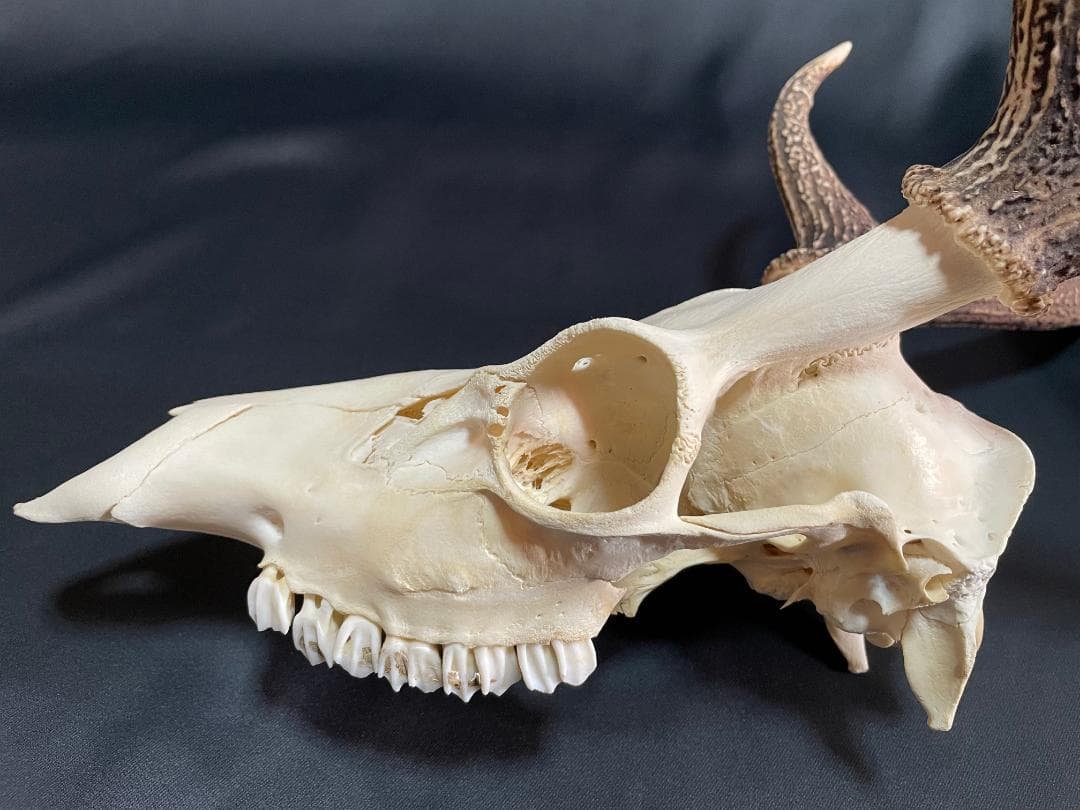 【日本鹿】三段角の日本鹿の頭蓋骨