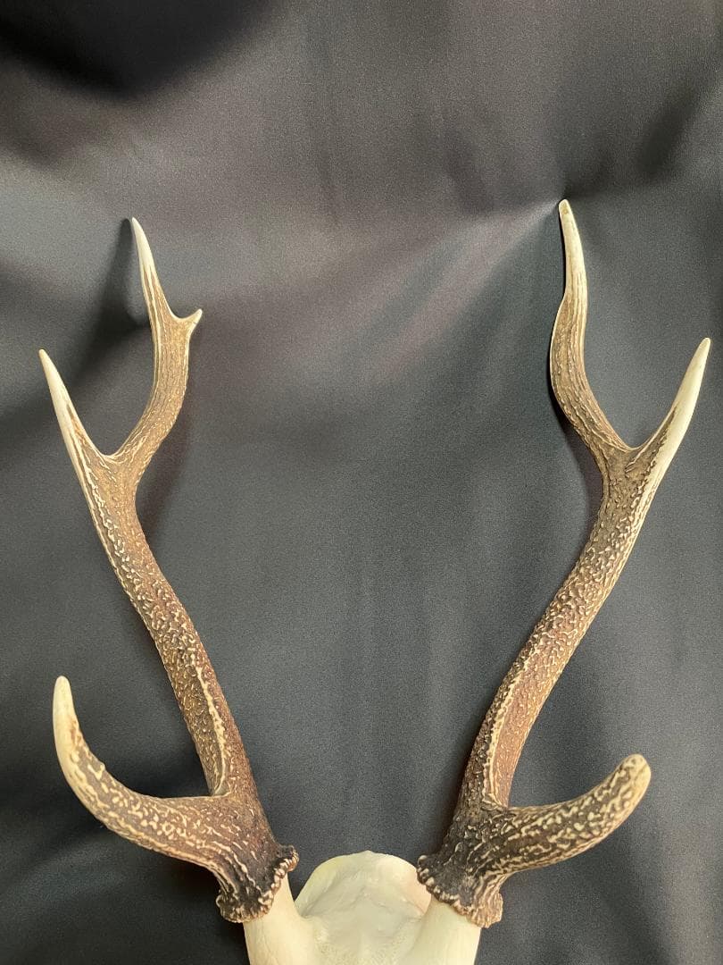 【日本鹿】三段角の日本鹿の頭蓋骨