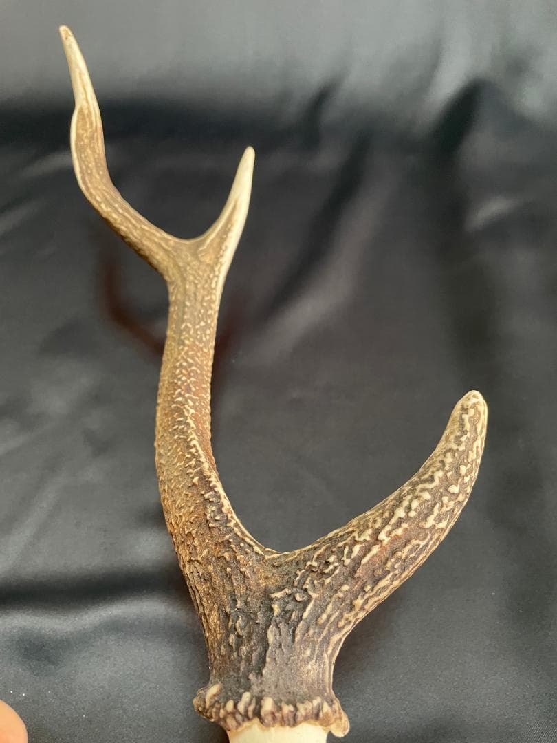 【日本鹿】三段角の日本鹿の頭蓋骨